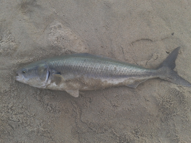 australian salmon